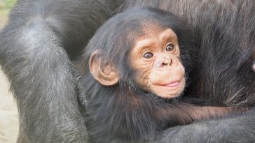 bébé chimpanzé