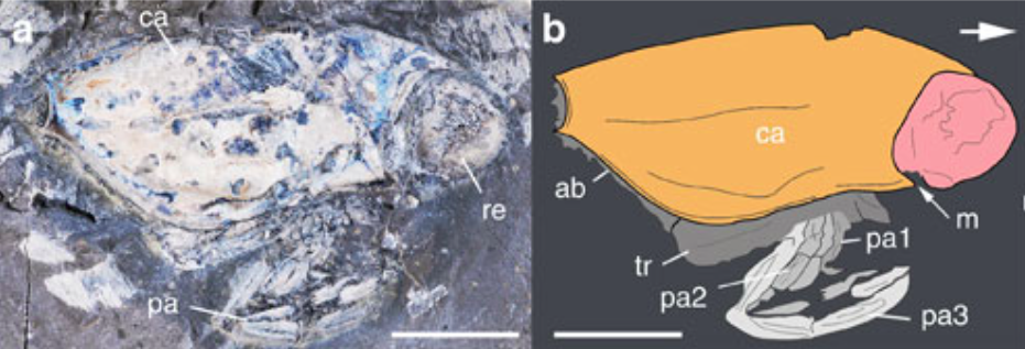 Jean Vannier,Brigitte Schoenemann, Thomas Gillot, Sylvain Charbonnier & Euan Clarkson