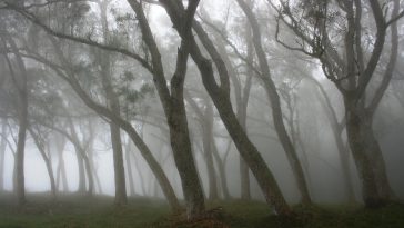 Forêt-des-Hauts-sous-le-Vent