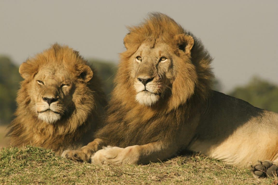 couple lions sauvages savane animaux Afrique