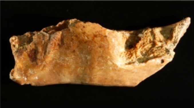 G. D. van den Bergh et al. 