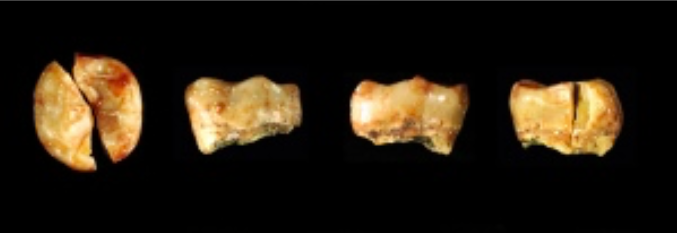 G. D. van den Bergh et al. 