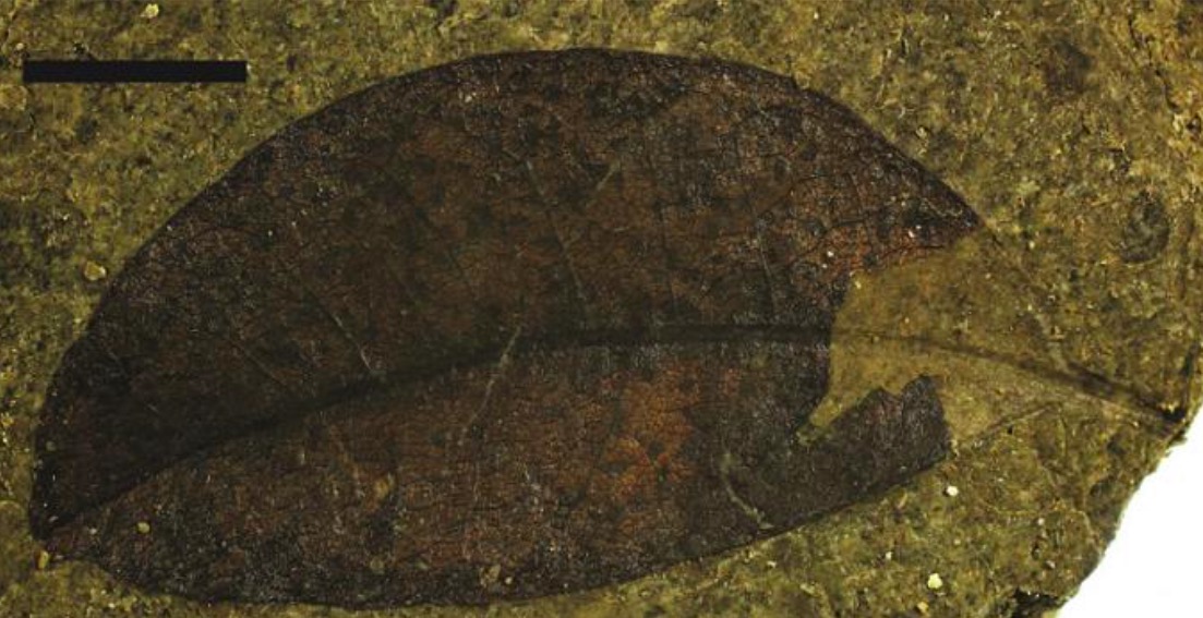 Tammo Reichgelt/Lamont-Doherty Earth Observatory