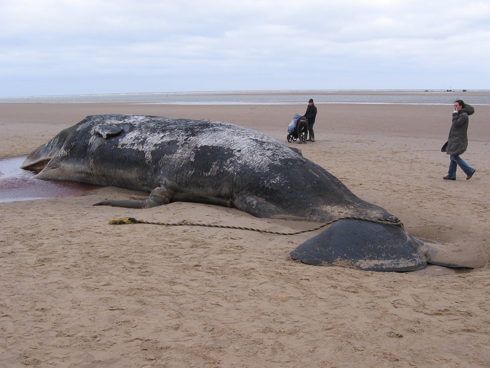 baleine échouée