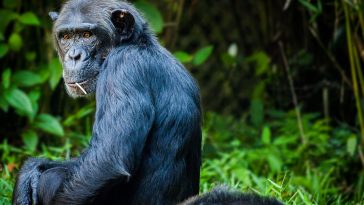 chimpanzé singe regarder miroir
