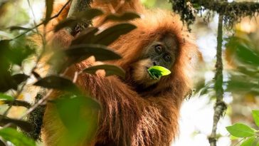 orangs-outans déforestation huile de palme