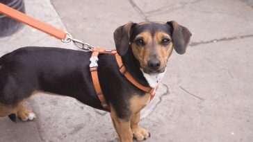 chien laisse promenade