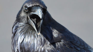 corbeau croassement bec animal oiseau compter