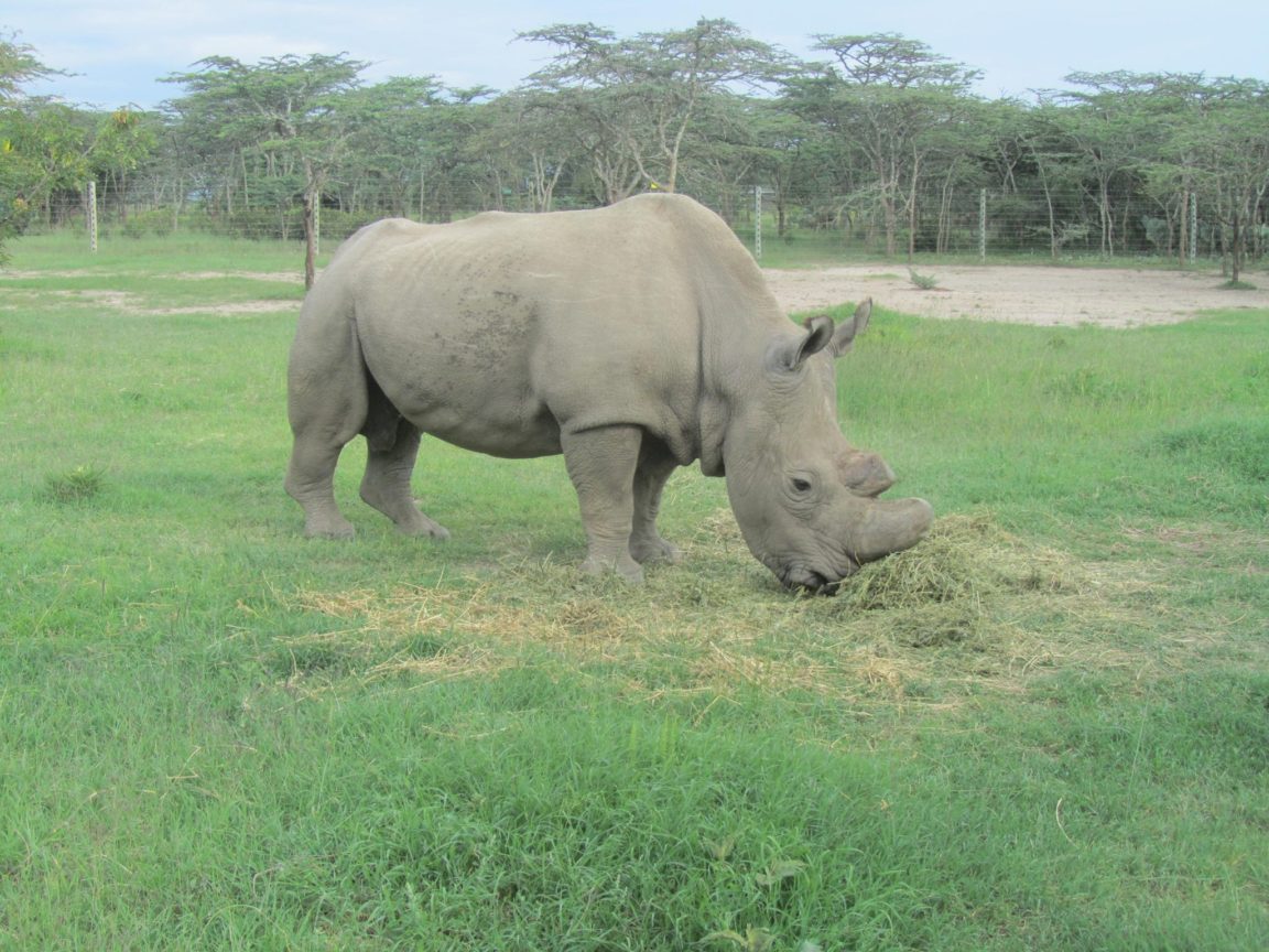 rhinocéros blanc soudan