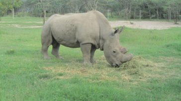 rhinocéros blanc soudan