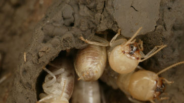 termites