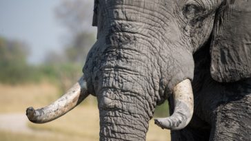 éléphant d'Afrique