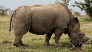 rhinocéros blanc du nord