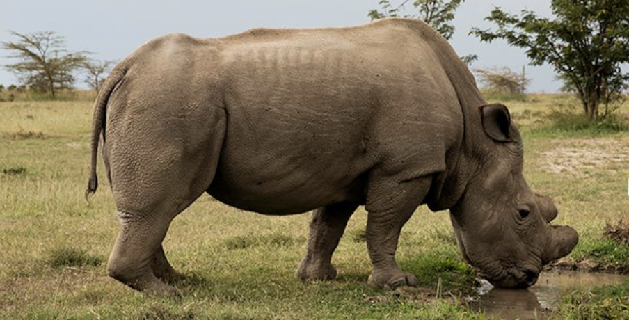rhinocéros blanc du nord