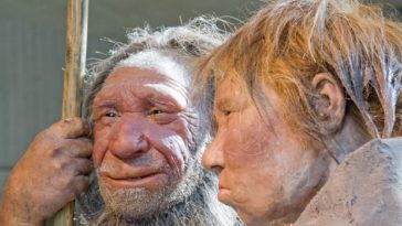 Neandertal Homo Sapiens Homme relations
