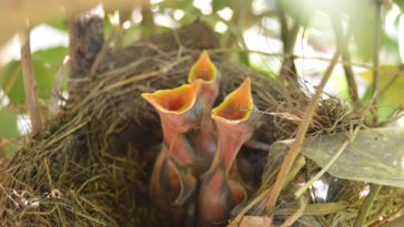 nid oiseaux