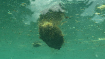 excrément caca hippopotame