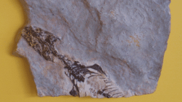 Megachirella wachtleri