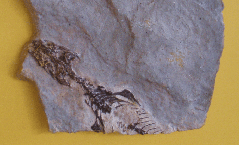 Megachirella wachtleri