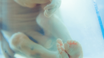 placenta foetus grossesse