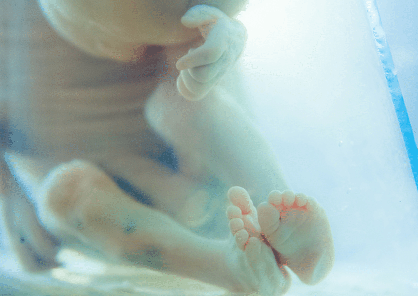 placenta foetus grossesse