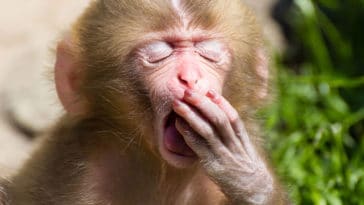 Singe bailler fatigue