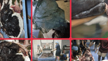 baleine sacs plastiques