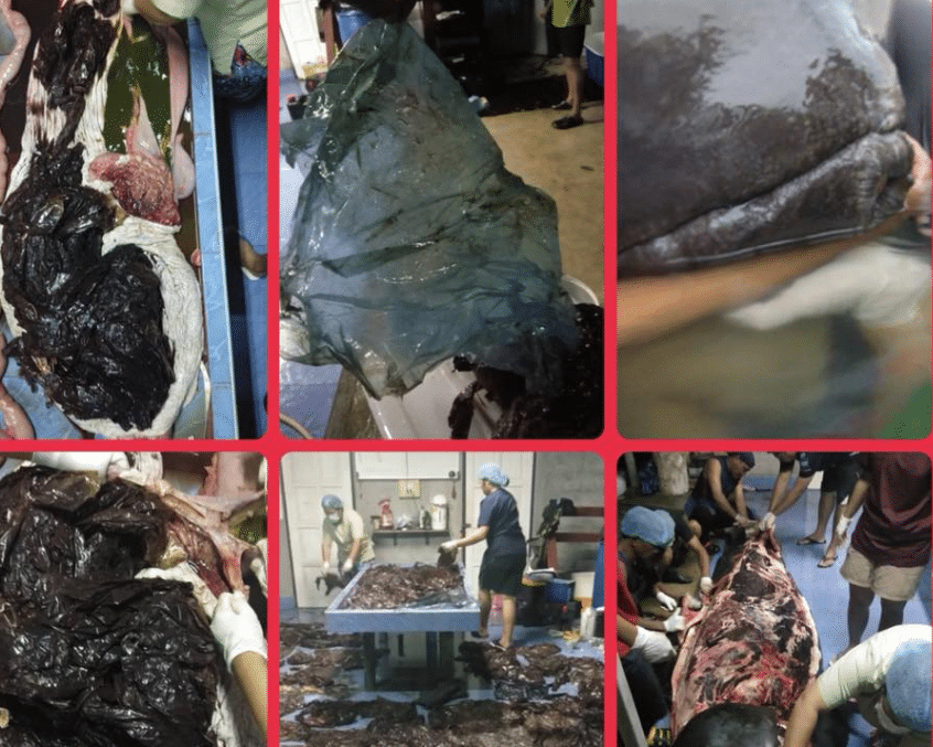 baleine sacs plastiques