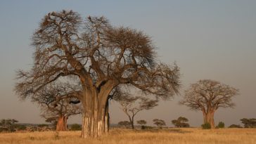 baobab