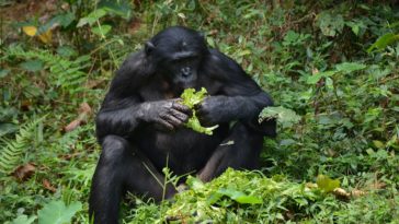 bonobo singe
