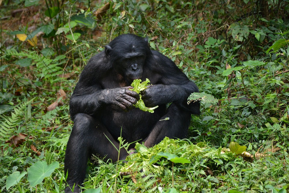 bonobo singe