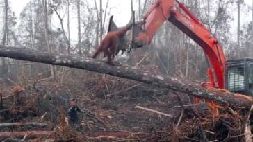 bulldozer orang outan