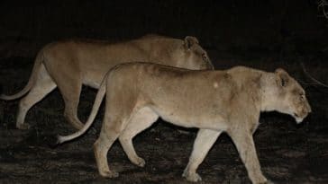 lions lionnes nuit