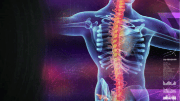 moelle épinière vue artiste