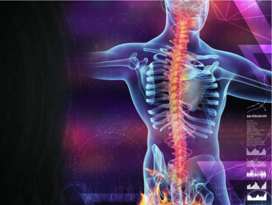 moelle épinière vue artiste