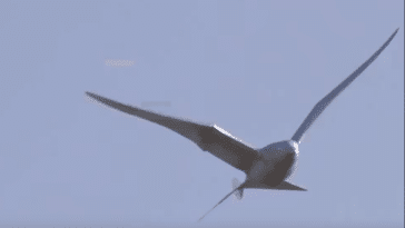 oiseau drone