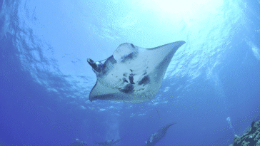 raie manta océan