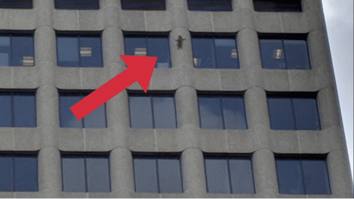 raton laveur qui escalade un immeuble