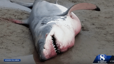 requin blanc échoué