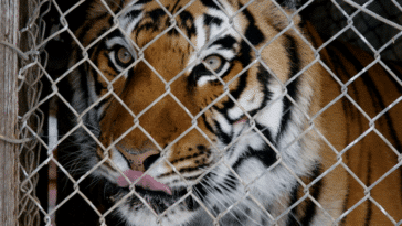 tigre cage