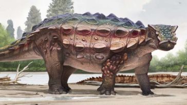 dinosaure blindé Akainacephalus johnsoni