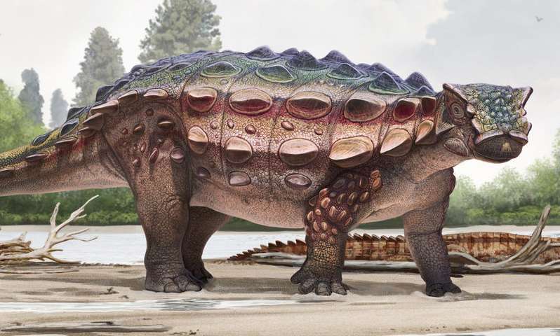 dinosaure blindé Akainacephalus johnsoni