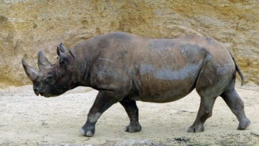Rhinocéros