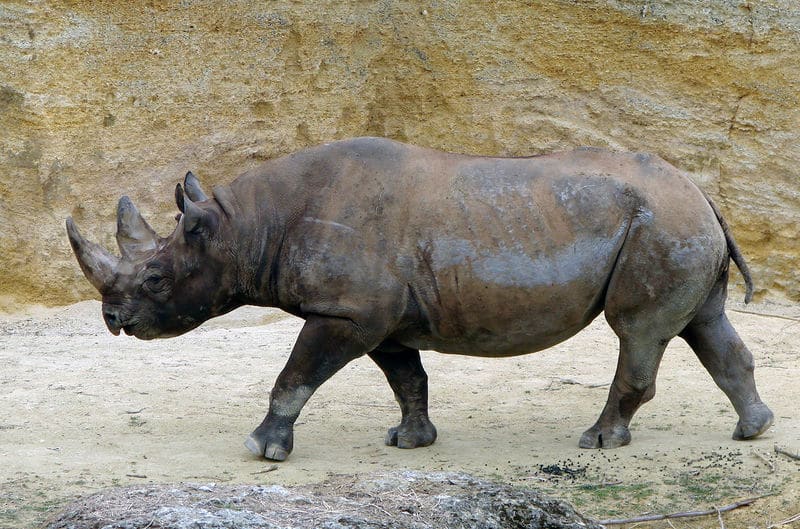 Rhinocéros