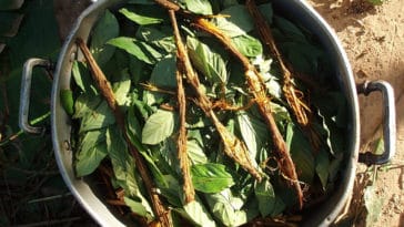 Ayahuasca