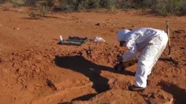 Dinosaure argentine fossile