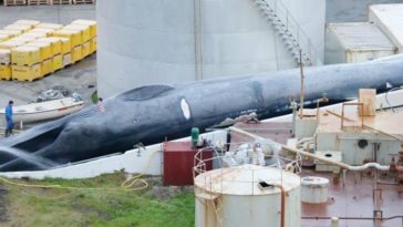 baleine bleue baleiniers