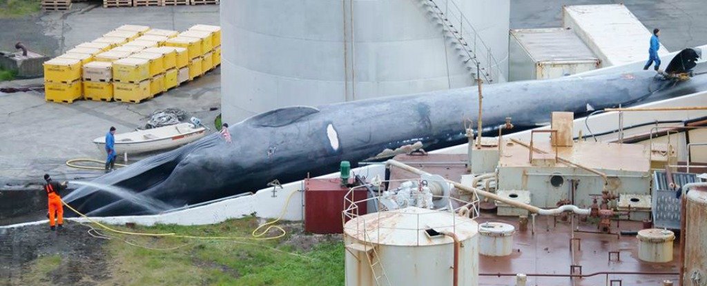 baleine bleue baleiniers