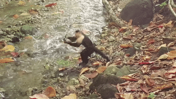 capucin outil en pierre