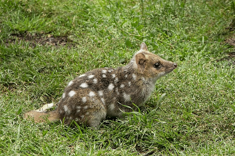 chat marsupial tacheté
